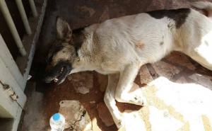 Ubijen pas iz vazdušne puške